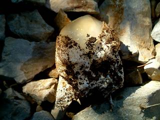 Champignon