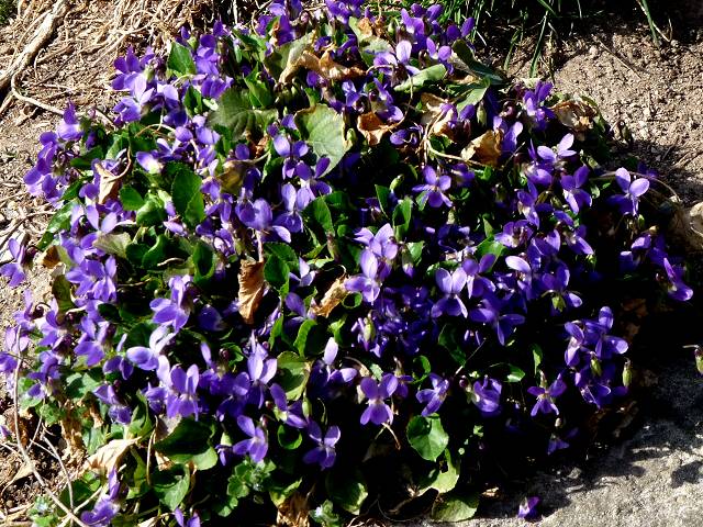 violettes