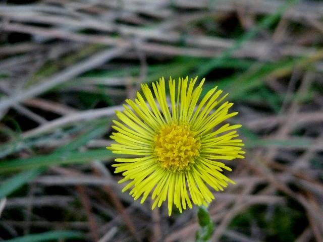 fleur