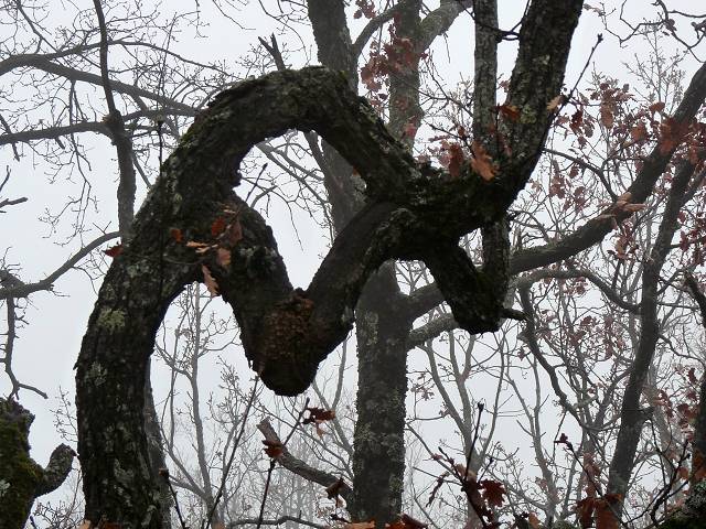 arbre
