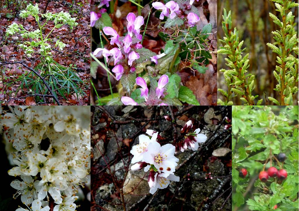 fleurs