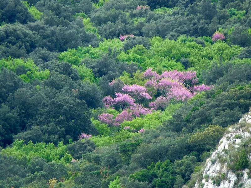 Arbre de Jude