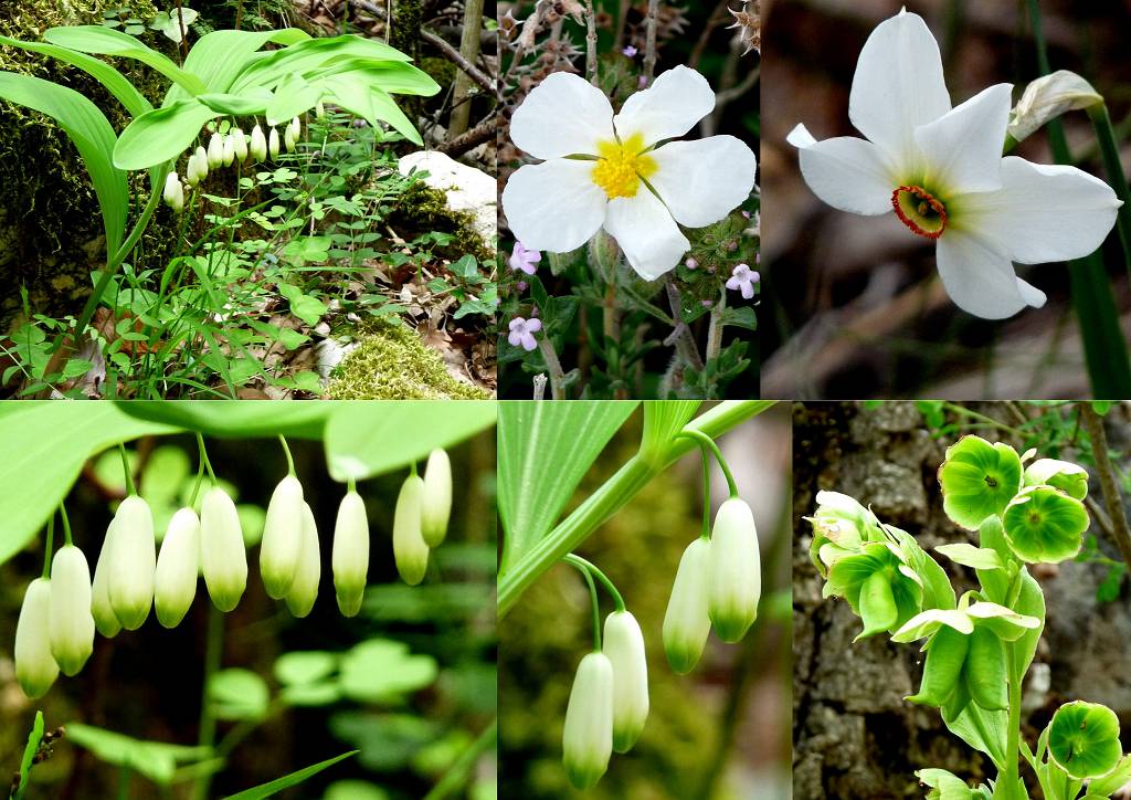 fleurs