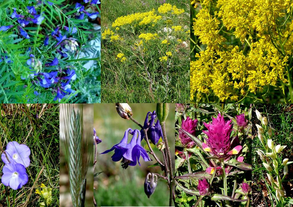 Fleurs