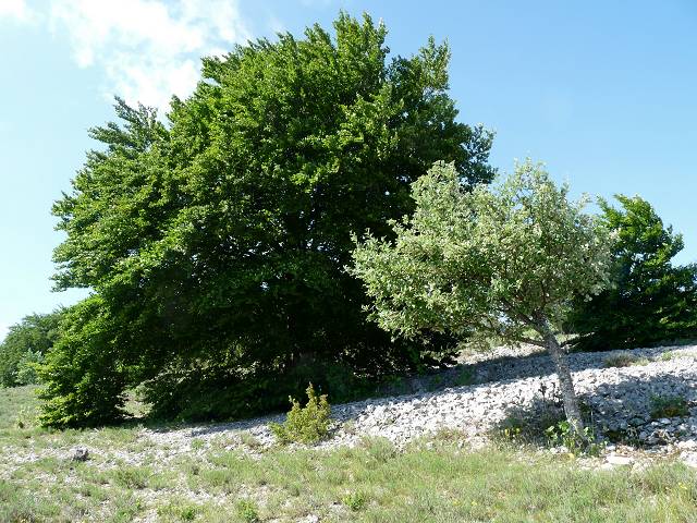 arbres