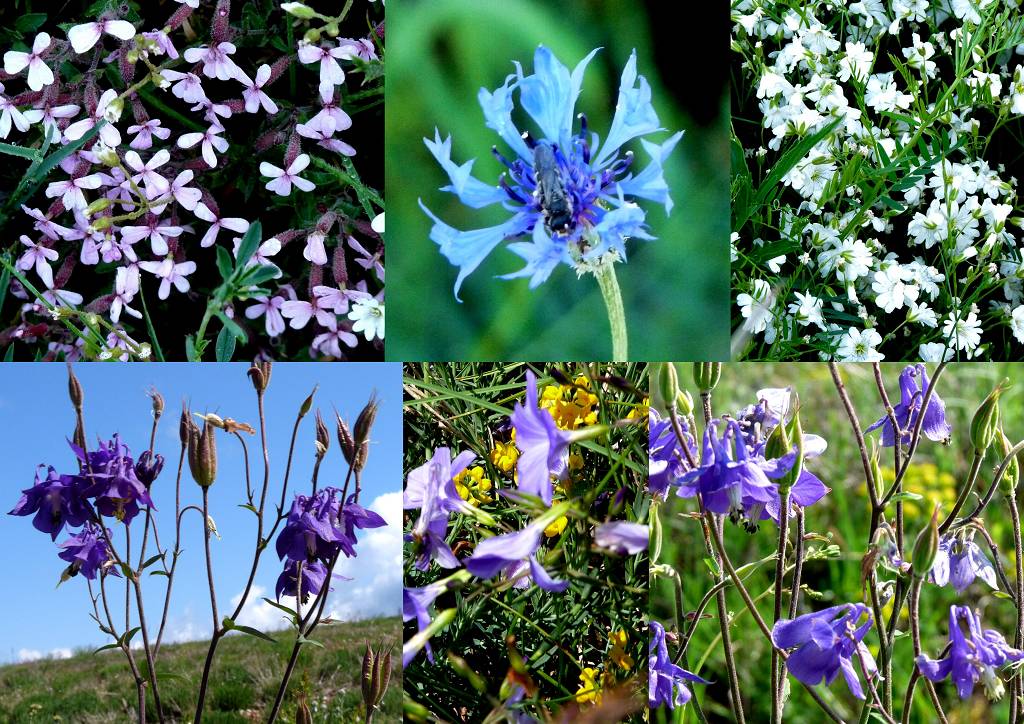 Fleurs