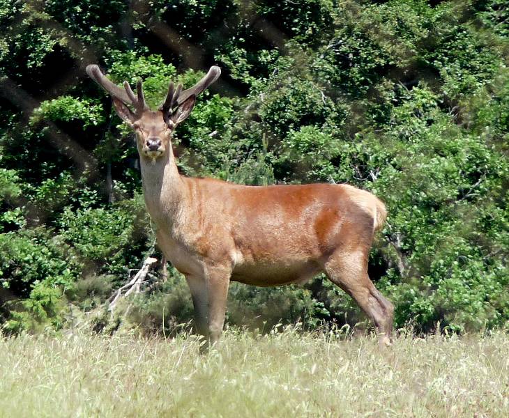 Animaux
