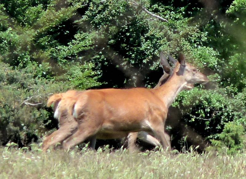Animaux