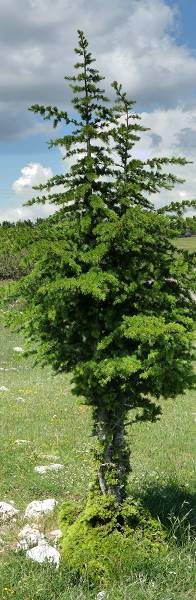 Arbres ventés ?