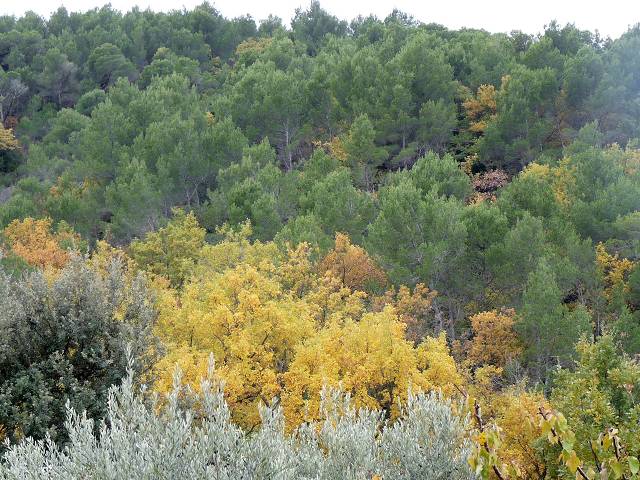 automne