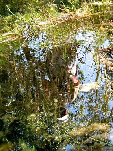 reflet