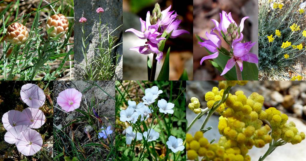 Fleurs