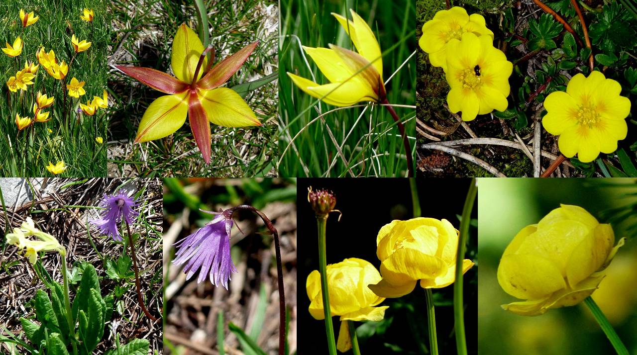 fleurs