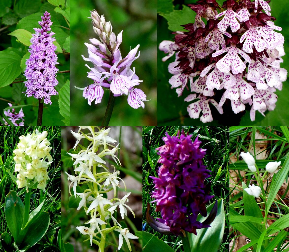 Orchidés