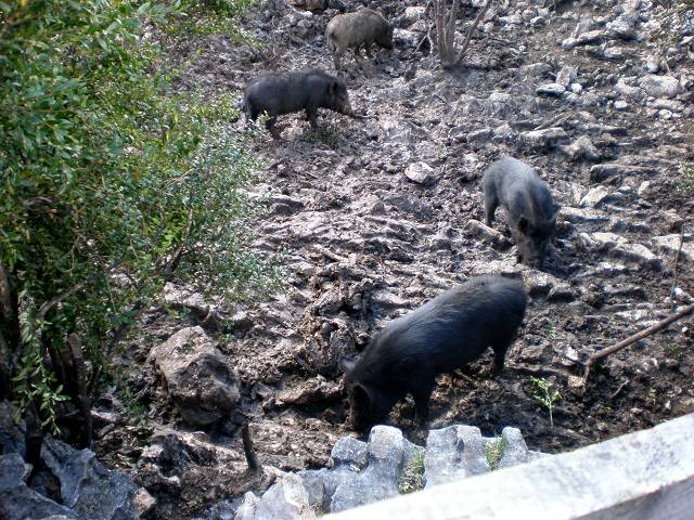 Les Barbris