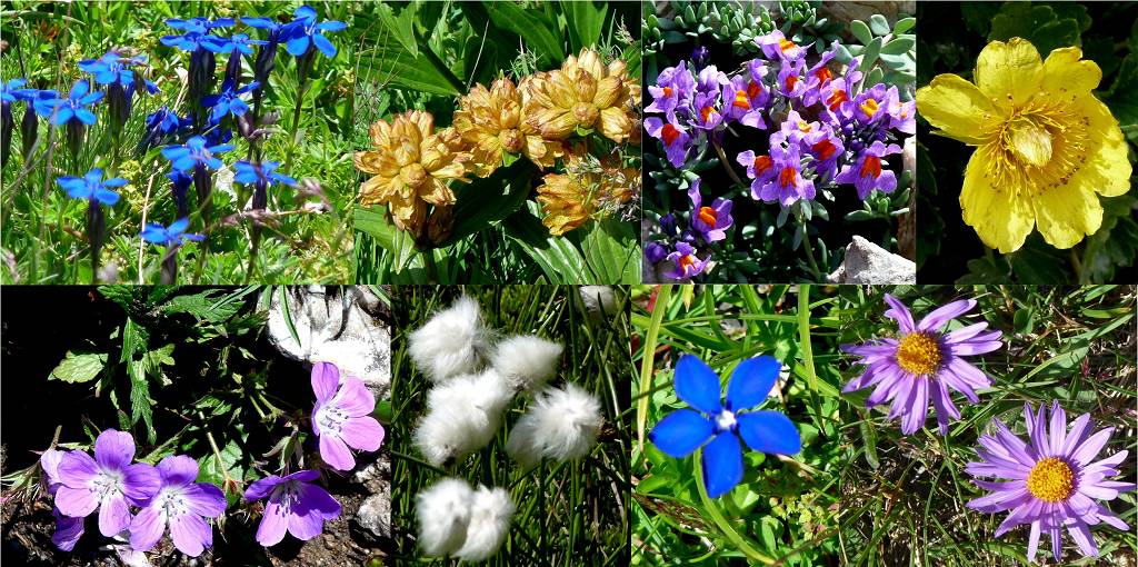 Fleurs