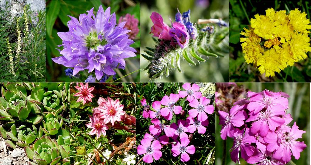 fleurs