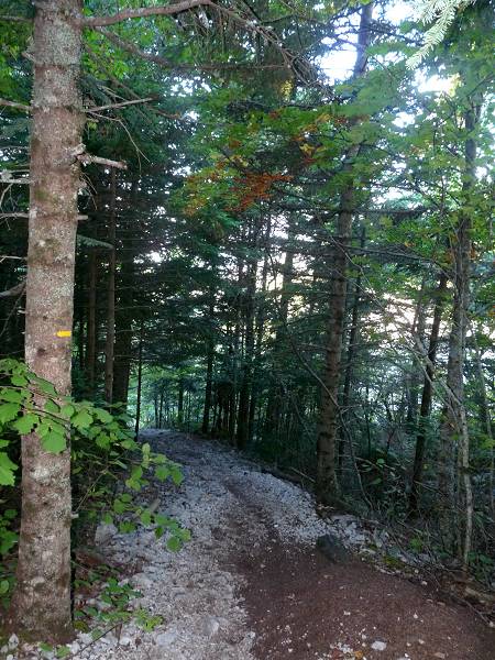 Forêt