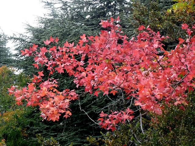 Automne
