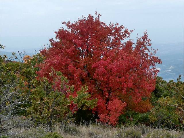 Automne