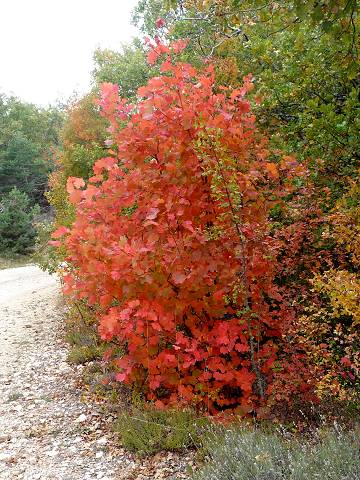 Automne