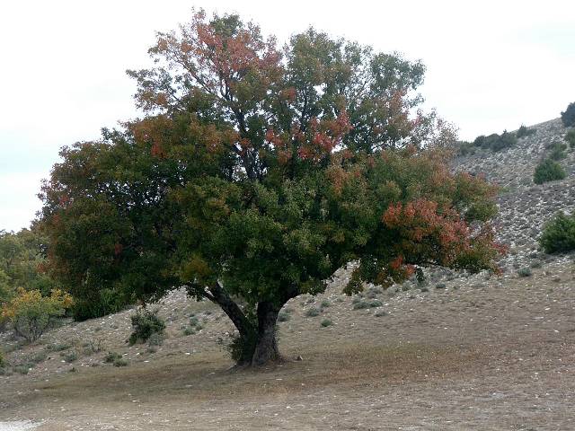Automne