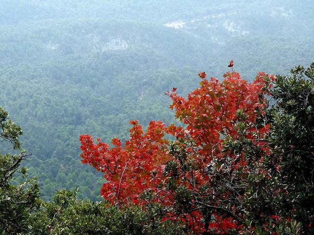 Automne