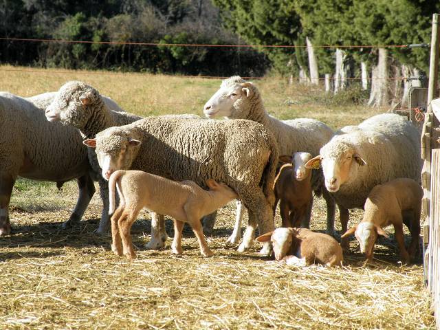 Moutons