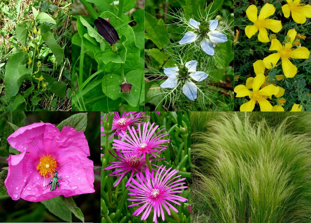 fleurs