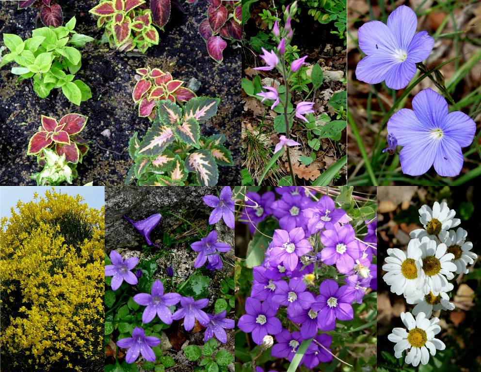 fleurs