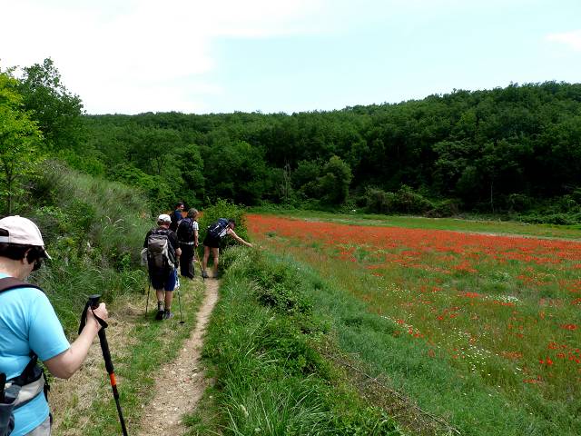coquelicot
