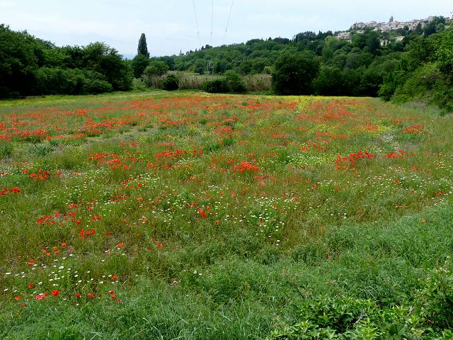coquelicot