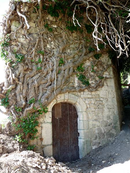lierre