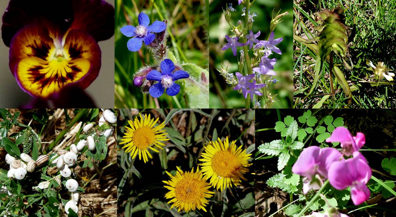 fleurs