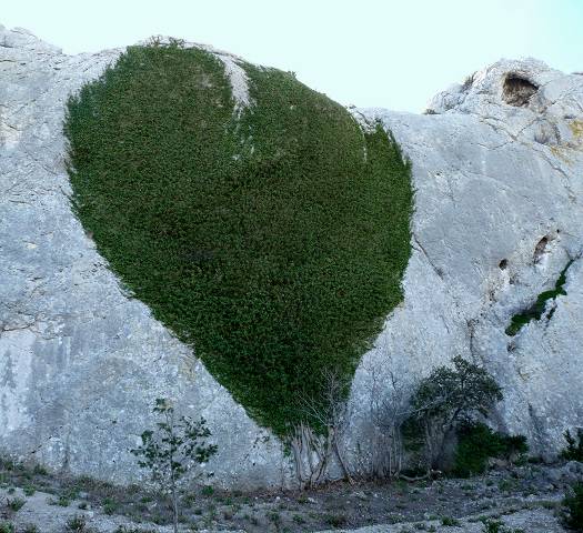 le coeur