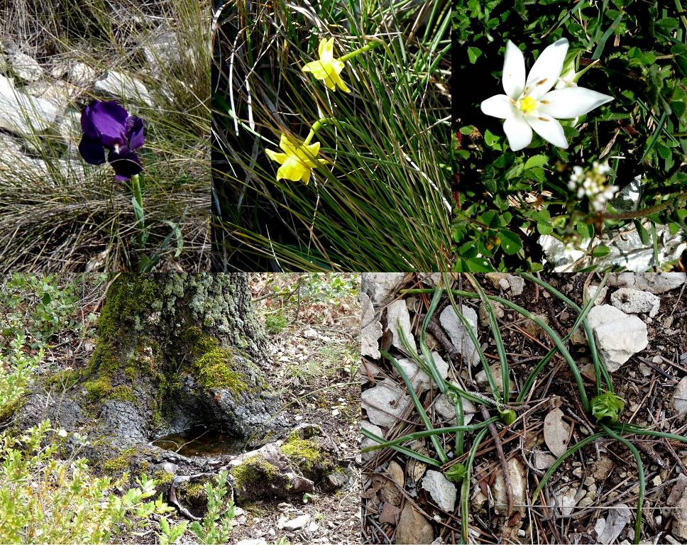 fleurs