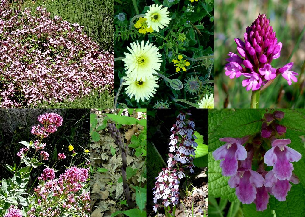 fleurs