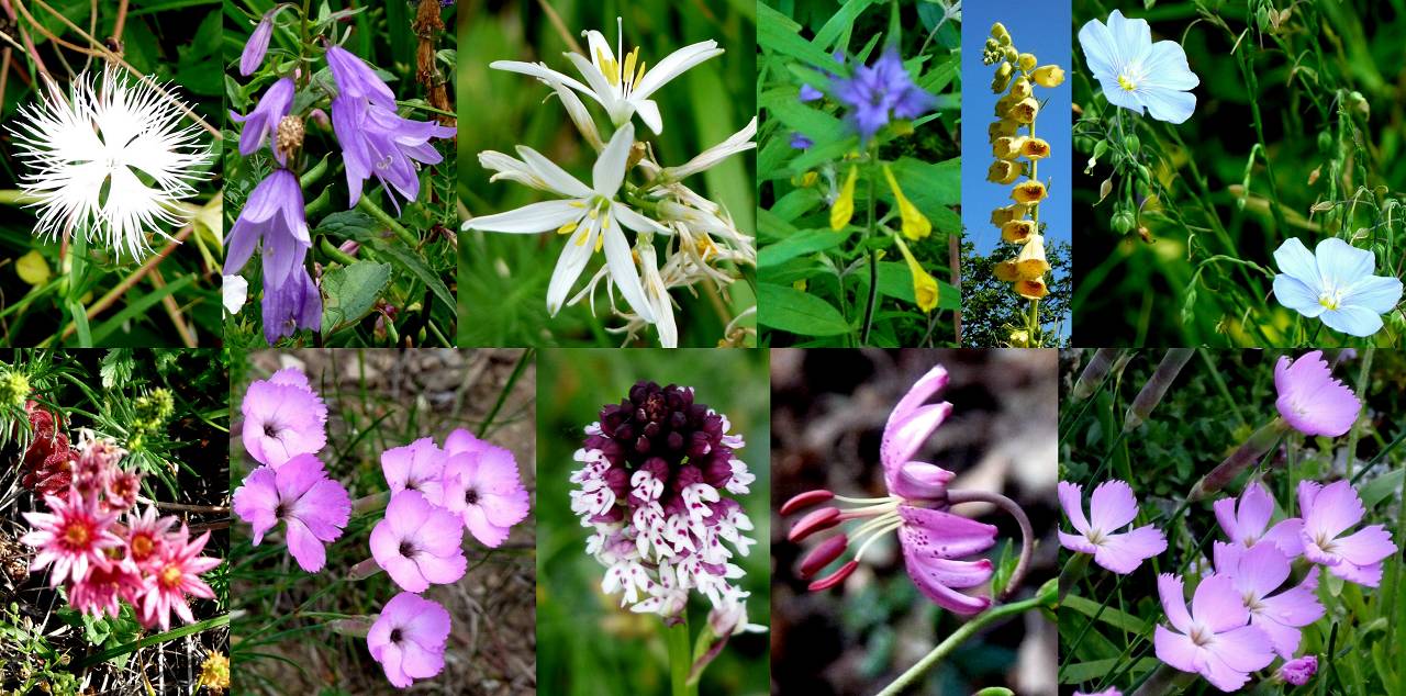 fleurs