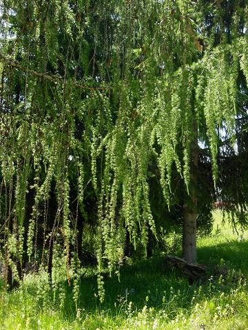 arbre