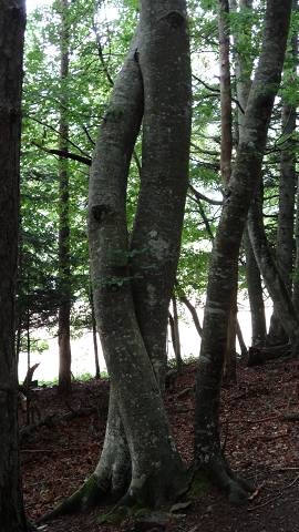 arbre
