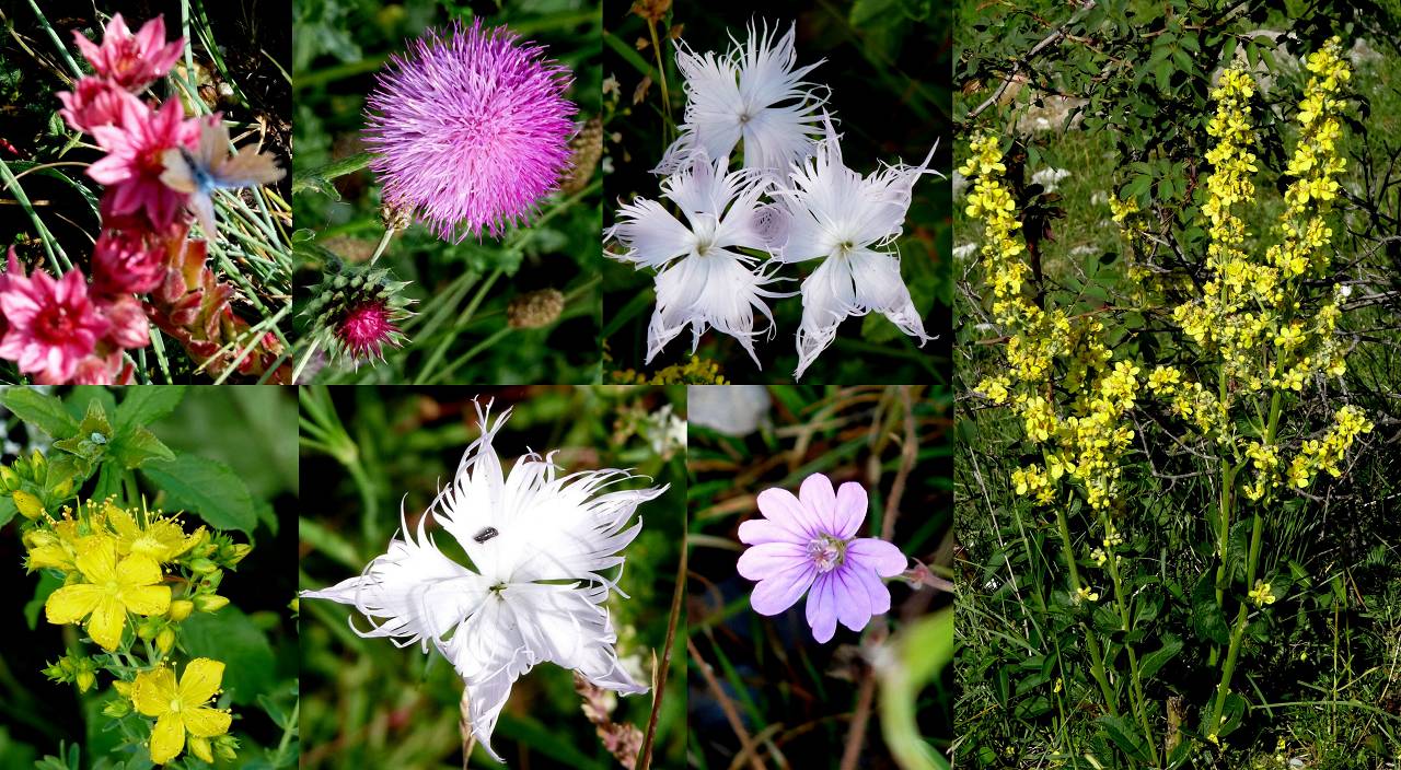 fleurs