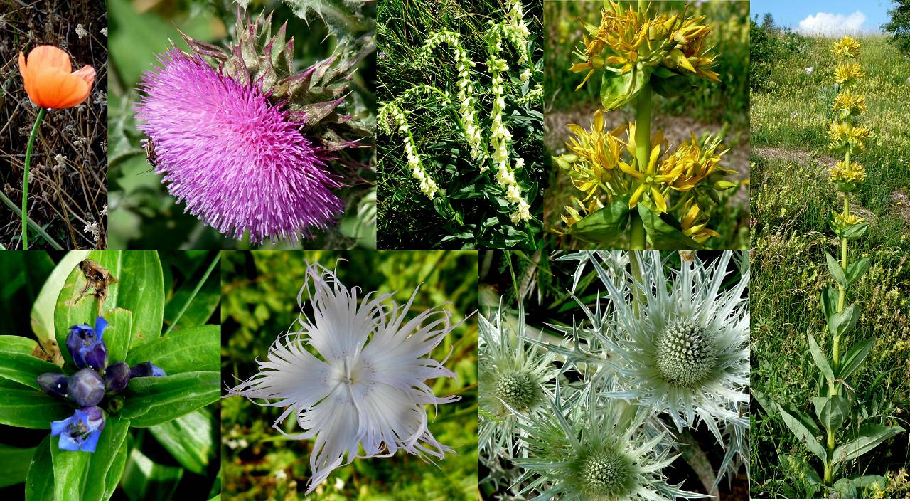 fleurs