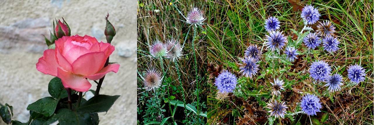 fleurs