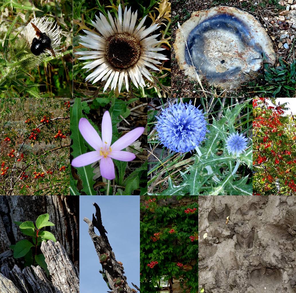 fleurs