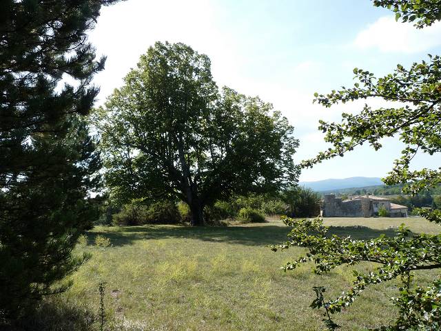 arbre
