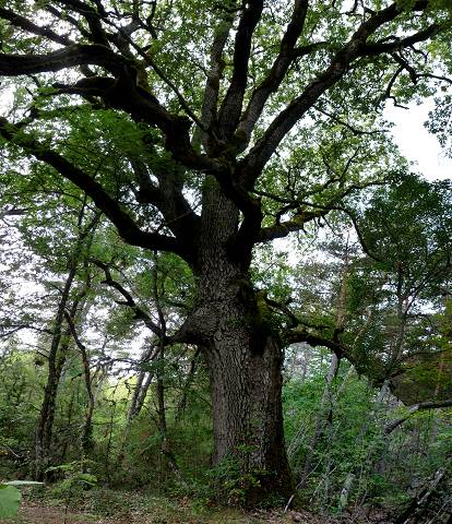 arbre