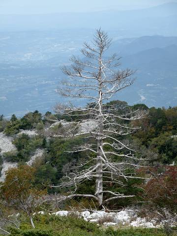 arbre
