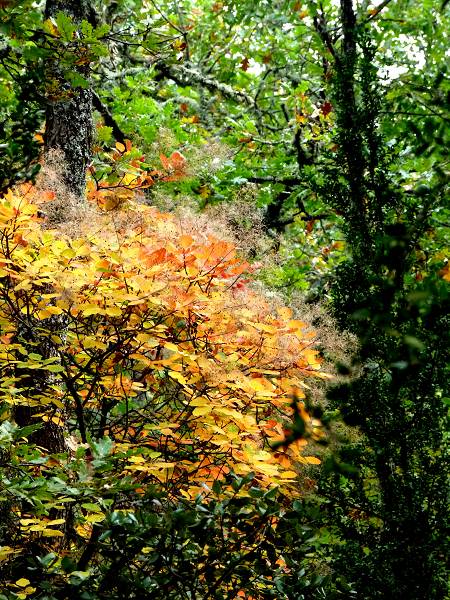 Couleurs d'automne