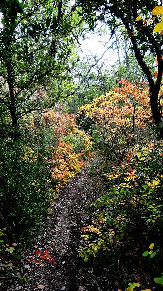 Couleurs d'automne
