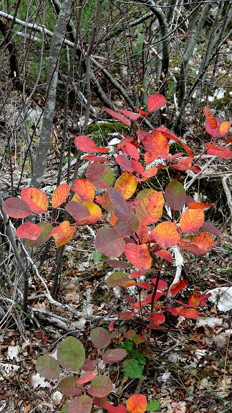 Couleurs d'automne